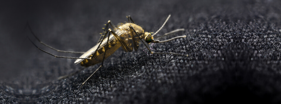 O mosquito pica sobre a roupa