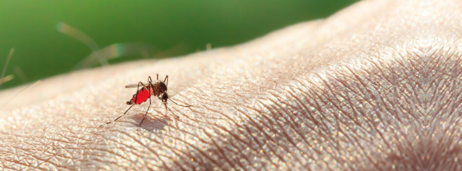 Somente a fêmea do mosquito transmite dengue 