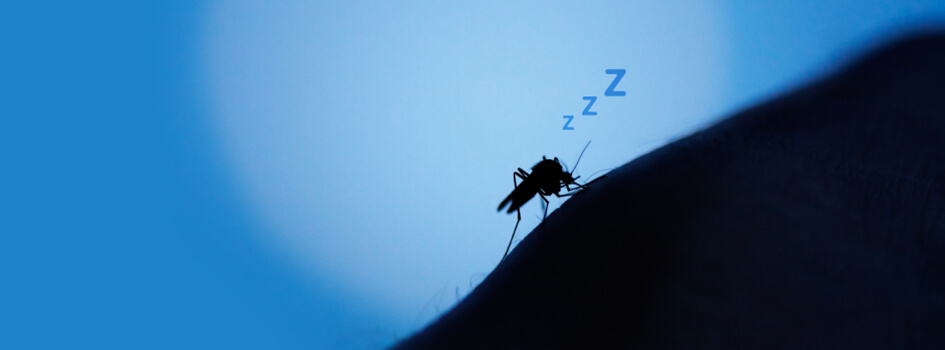 O mosquito não pica durante a noite 